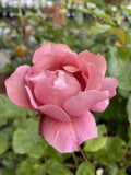 ROSE GRANDMA'S ROSE 20CM 