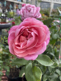 ROSE GRANDMA'S ROSE 20CM 