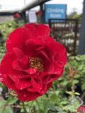 ROSA CLIMBING DUBLIN BAY 20CM 