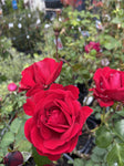 ROSE CLIMBING DUBLIN BAY 20CM 