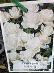 ROSE CLIMBING ICEBERG 20CM 