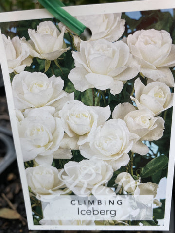 ROSE CLIMBING ICEBERG 20CM 