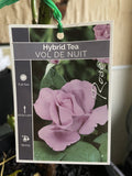ROSE VOL DE NUIT BARE ROOT 