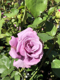 ROSE VOL DE NUIT BARE ROOT 