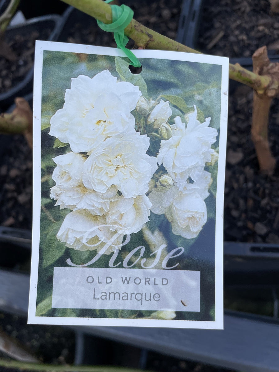 ROSE CLIMBING LAMARQUE 20CM – Poyntons Nursery