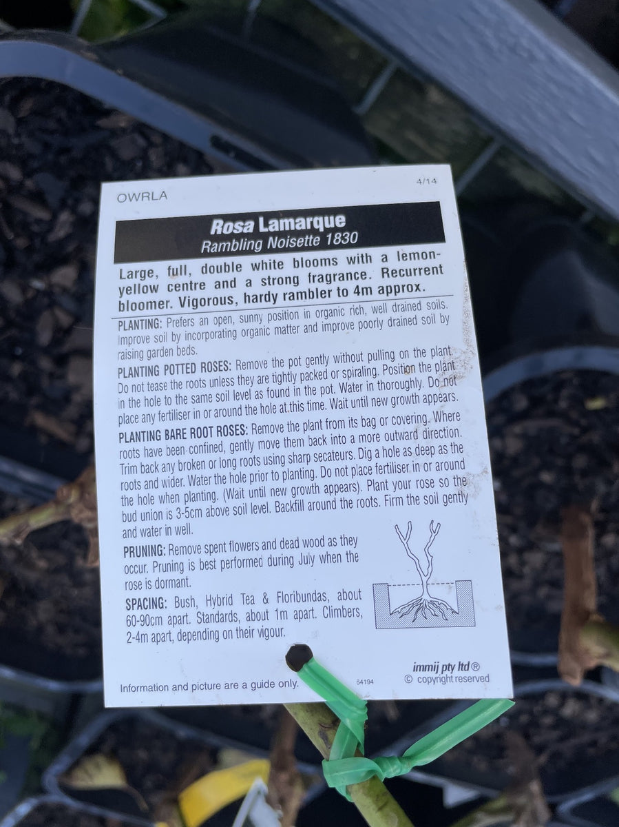 ROSE CLIMBING LAMARQUE 20CM – Poyntons Nursery