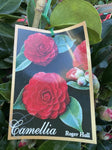 CAMELLIA ROGER HALL 20CM