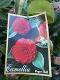 CAMELLIA ROGER HALL 20CM