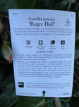 CAMELLIA ROGER HALL 20CM