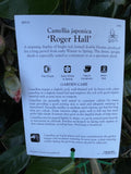 CAMELLIA ROGER HALL 20CM