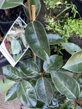 ELAEAGNUS X EBBINGEI 20CM