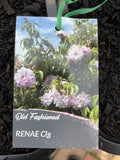 ROSE CLIMBING RENAE 20CM 