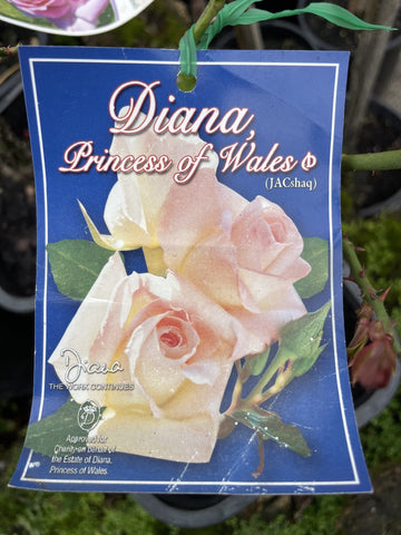 ROSA DIANA PRINCESS OF WALES 20CM 