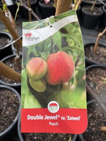 PEACH DOUBLE JEWEL CV ZAIWEL BARE ROOT 
