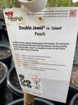 PEACH DOUBLE JEWEL CV ZAIWEL BARE ROOT 