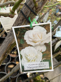 ROSE MARGARET MERRIL BARE ROOT 
