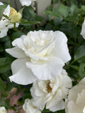 ROSE MARGARET MERRIL BARE ROOT 
