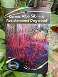 CORNUS ALBA SIBERICA 20CM