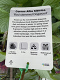 CORNUS ALBA SIBERICA 20CM