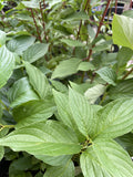 CORNUS ALBA SIBERICA 20CM