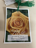 ROSE VIENNA CHARM BARE ROOT 