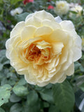 ROSE DAVID AUSTIN MOLINEUX BARE ROOT 
