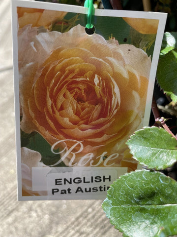 ROSE DAVID AUSTIN PAT AUSTIN 20CM