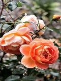 ROSE DAVID AUSTIN PAT AUSTIN 20CM
