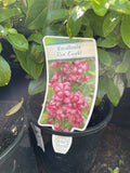 ESCALLONIA RED KNIGHT 14CM