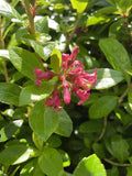 ESCALLONIA RED KNIGHT 14CM