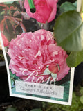 ROSE QUEEN ADELAIDE 20CM