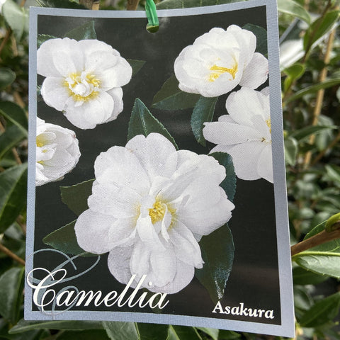 CAMELLIA ASAKURA 20CM