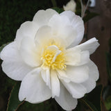 CAMELLIA ASAKURA 20CM 