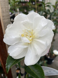 CAMELLIA ASAKURA 20CM 