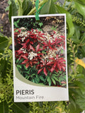 PIERIS MOUNTAIN FIRE 20CM