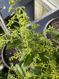PIERIS MOUNTAIN FIRE 20CM