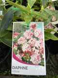 DAPHNE ODORA 14CM