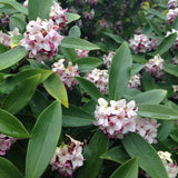 DAPHNE ODORA 14CM