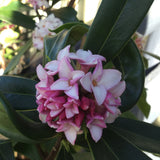 DAPHNE ODORA 14CM