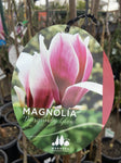 MAGNOLIA BURGUNDY GLOW 25CM