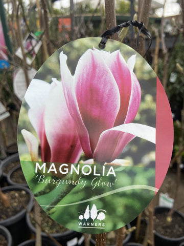 MAGNOLIA BURGUNDY GLOW 25CM