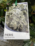 PIERIS SARABANDE 20CM