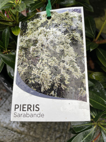 PIERIS SARABANDE 20CM
