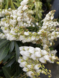 PIERIS SARABANDE 20CM