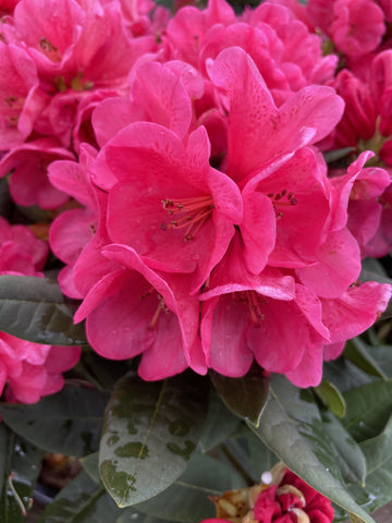 RHODODENDRON ROSS MAUDE 20CM