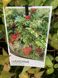NANDINA DOMESTICA 14CM 