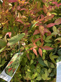 NANDINA DOMESTICA 14CM 
