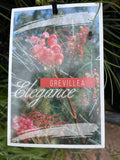 GREVILLEA ELEGANCE 20CM