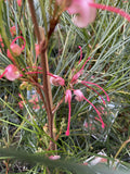 GREVILLEA ELEGANCE 20CM