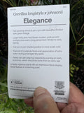 GREVILLEA ELEGANCE 20CM